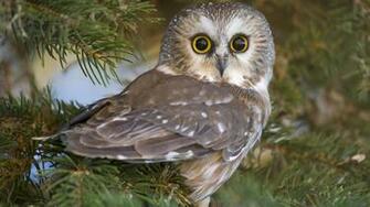 Owl Wallpaper Little Background HD