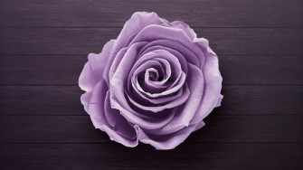 Purple Rose 1440p Resolution HD 4k Wallpaper Image