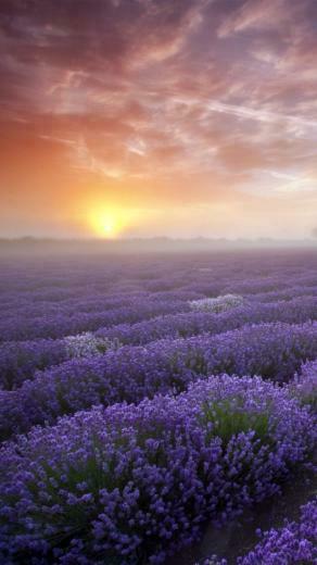 Lavender iPhone 5s Wallpaper iPad