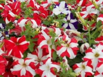 Flower Power Wallpaper