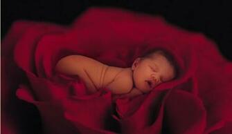 Anne Geddes Graphics And Comments