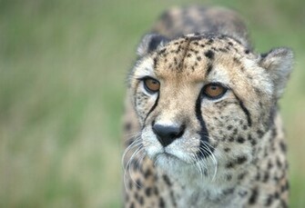 Big Cats Wallpaper