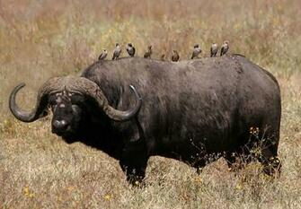Animal Wallpaper African Buffalo