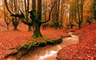 Picture Fall Desktop Wallpaper Html