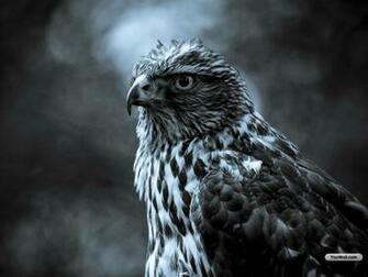 Beautiful Falcon Wallpaper