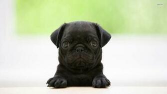 Black Pug Puppy Wallpaper