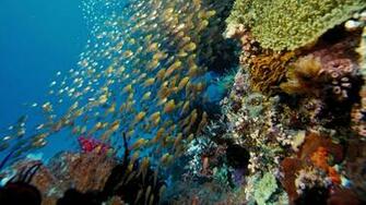 Under The Sea 3d Posters Wallpaper Trailers Prime Movies