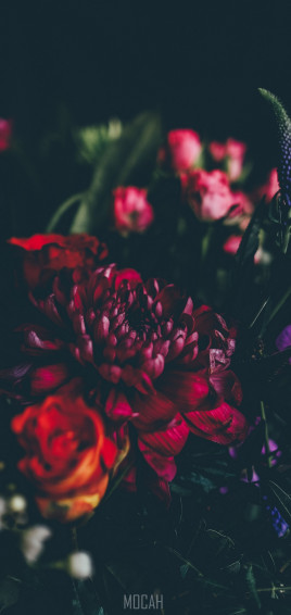 A Dim Shot Of Dahlias Roses And Other Flowers Dark Florals