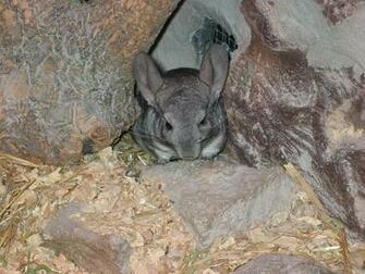 Chinchilla Pictures Wallpaper Of