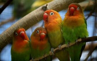 Lovebird Wallpaper