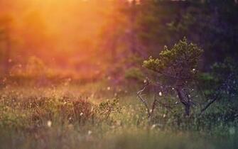 Super Pine Tree Wallpaper Full HD Pictures