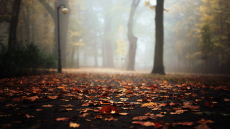 Fall Fog Wallpaper