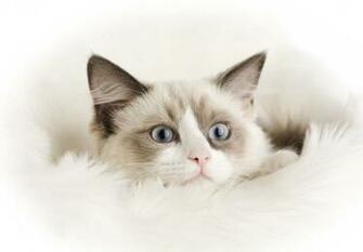 Ragdoll Kitten Wallpaper At Wallpaperbro