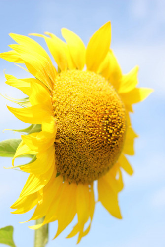 Flower Android Wallpaper
