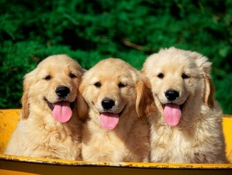 Cute Dogs Wallpaper HD