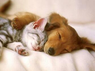 Cute Pets Wallpaper Animal Desktop Background