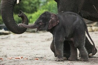 Cute Baby Elephant HD Wallpaper Daily Background In