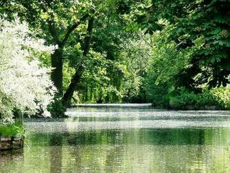 Forest Lake Placid Wallpaper