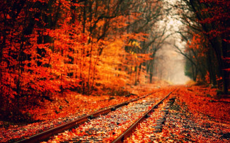 Fall Leaves Wallpaper
