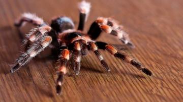 Tarantula Spider Insect Wallpaper