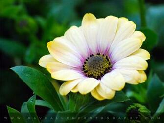 Single Flower Wallpaper