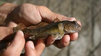 Round Goby Ontario S Invading Species Awareness Program