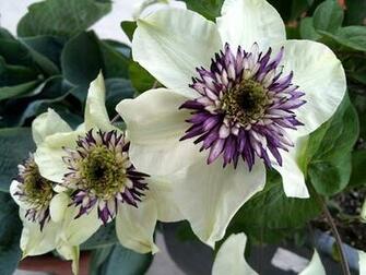 Pictures Flowers Clematis