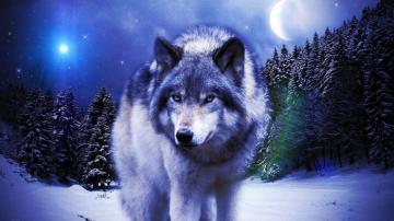 Timber Wolf Image Wallpaper Pro