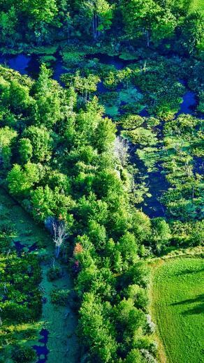 Forest Oasis Wallpaper iPhone