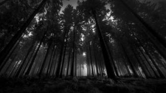 Dark Forest Wallpaper For iPhone Pc Desktop