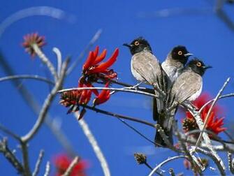 Flowers Wallpaper World