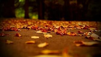 Fall Wallpaper And Background For All Your Devices