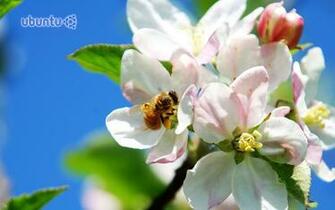 Wallpaper Honeybee At Work Ubuntu Widescreen