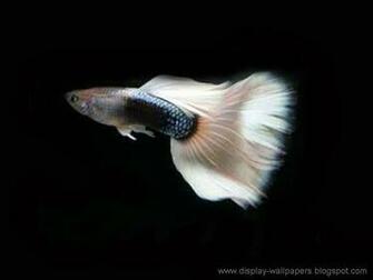 Beautiful Fish Wallpaper For Desktop Start