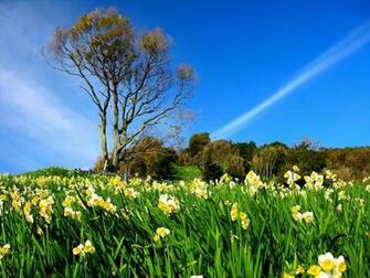 Flowers Wallpaper Windy