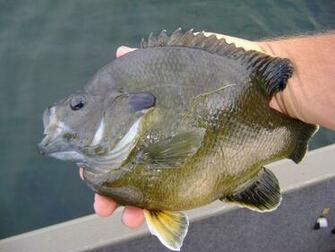 Largemouth Bass Jumping Wallpaper Walleye Monster Bluegill
