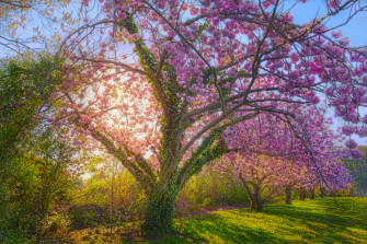 Sunshine Spring Cherry Blossom Tree Wallpaper