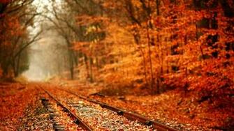 Railroad Tracks Thru The Forest Wallpaper
