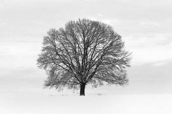 Classic Tree Statement Wall Wallpaper Mural 10ft X 6ft