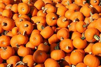 Pumpkin Wallpaper HD Net