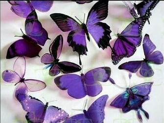 Butterflies Image Purple HD Wallpaper And