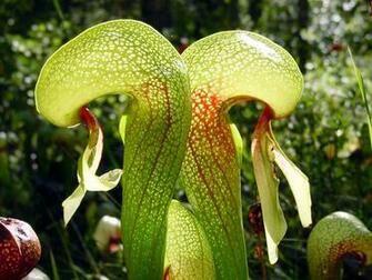 Darlingtonia Californica Wikipedia