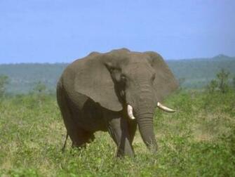 Animals Screensaver By Maxysoft S Screensavers Wild Life Slide