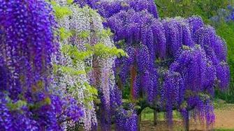 Wisteria Color Wallpaper
