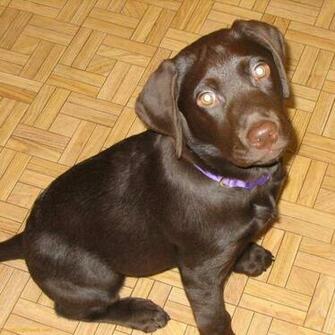 Labrador Retriever Puppy Jpeg