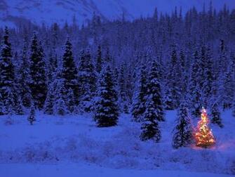 Wallpaper Winter Night Forest Desktop