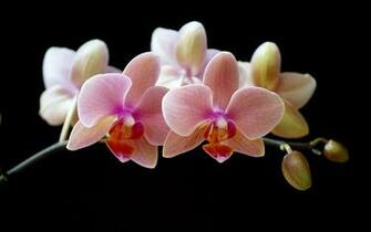 Purple Orchid HD Wallpaper Widescreen Desktop