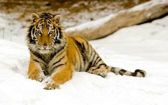 Snowy Apr S Midi Tiger Fonds D Cran HD