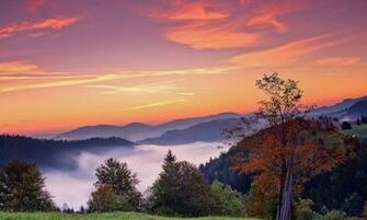 Autumn Fog Forest Wallpaper