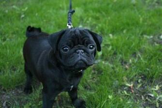 Pics Photos Black Pugs Wallpaper